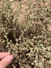 Chiliadenus iphionoides