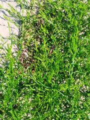 Corispermum intermedium