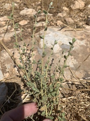 Chiliadenus iphionoides