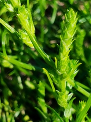 Corispermum intermedium