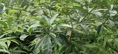 Alstonia scholaris