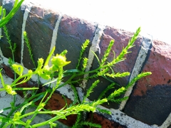 Corispermum intermedium