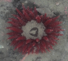 Cribrinopsis albopunctata