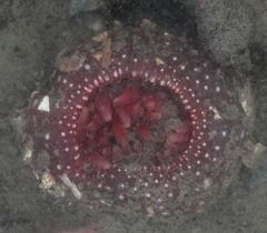 Cribrinopsis albopunctata