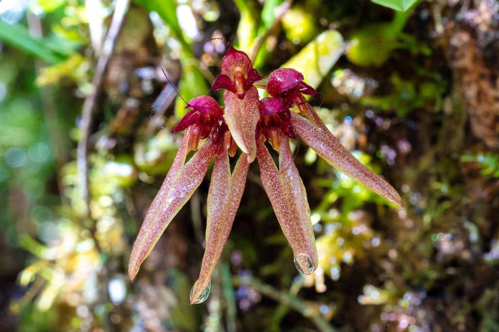 Bulbophyllum longiflorum Thouars