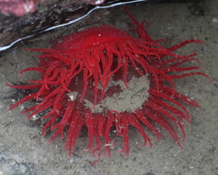 Aulactinia