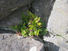 Asplenium appendiculatum maritimum