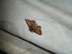 Prismosticta fenestrata