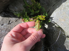 Asplenium appendiculatum maritimum