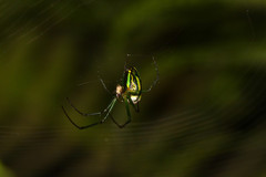 Leucauge celebesiana