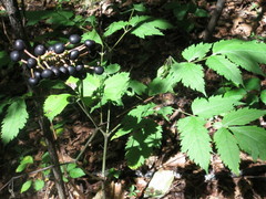 Actaea asiatica