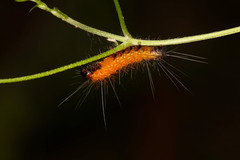 Spilarctia subcarnea