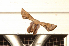 Monobolodes prunaria