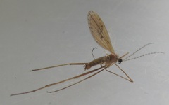 Amphineurus insulsus