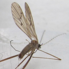 Amphineurus insulsus