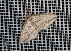 Orthonama vittata