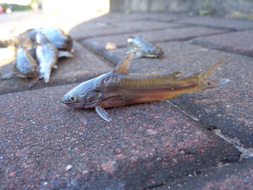 Mystus abbreviatus