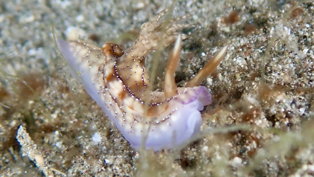 Hypselodoris krakatoa