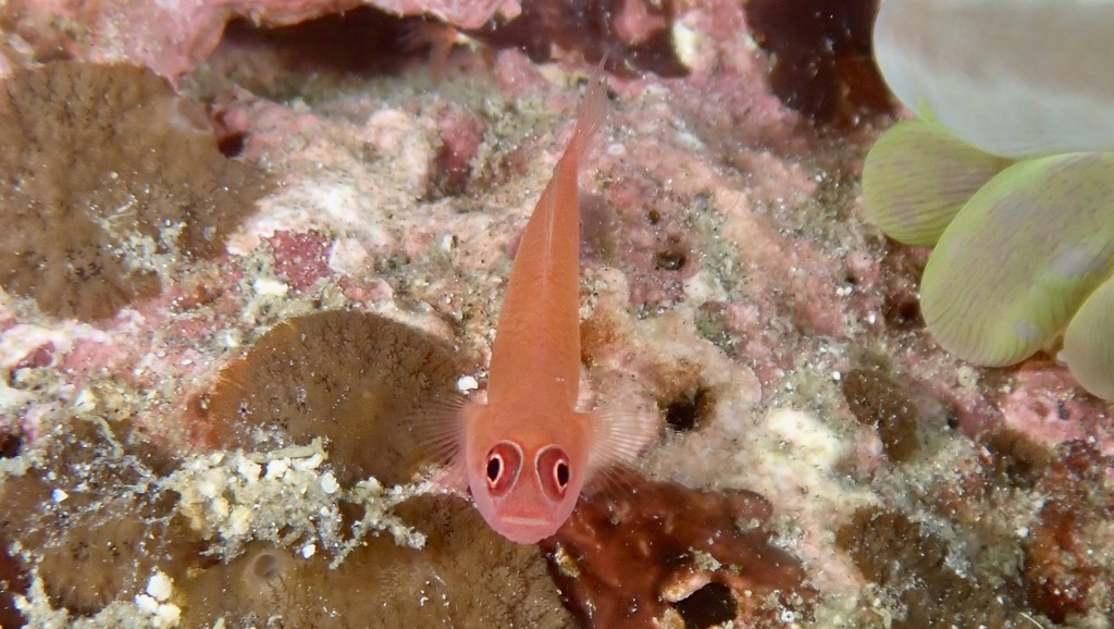 Red Dwarfgoby