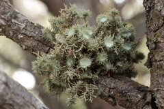Usnea parvula