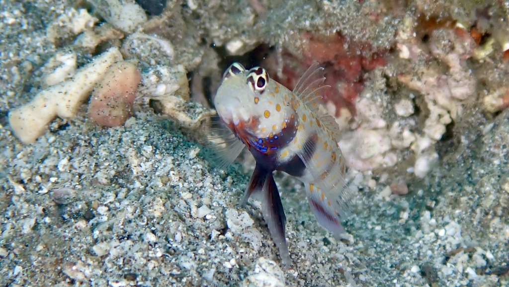 Black-chest Shrimp-goby