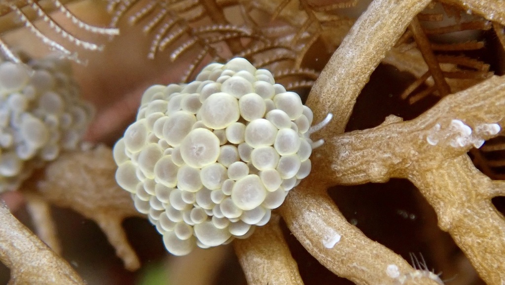 Yellow-beaded Grapedragon
