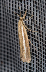 Agriphila selasella