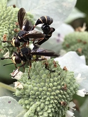 Physocephala sagittaria