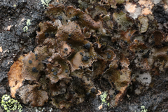 Umbilicaria cylindrica