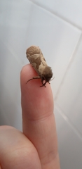 Triodia sylvina