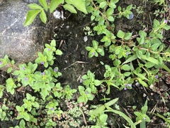 Stemodia verticillata