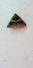 Dysgonia algira