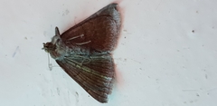 Dysgonia algira