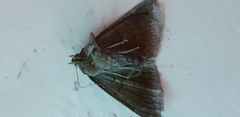 Dysgonia algira