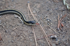 Thamnophis elegans elegans