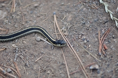 Thamnophis elegans elegans
