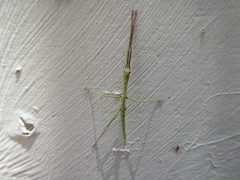 Acrophylla wuelfingi