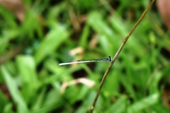 Agriocnemis lacteola