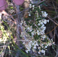 Leucopogon pimeleoides