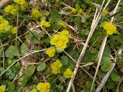 Chrysosplenium alternifolium