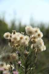 Erigeron acris podolicus