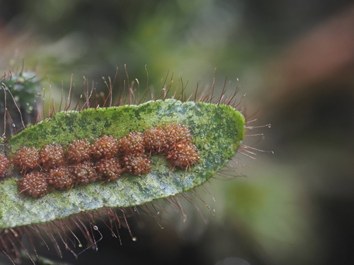 Oreogrammitis dorsipila iNat (1)