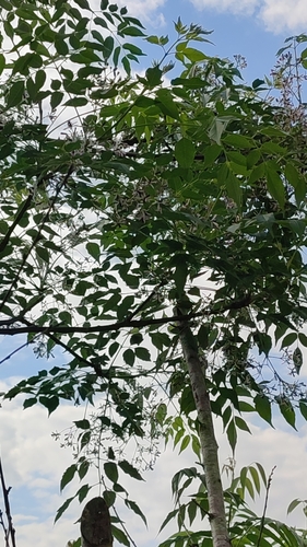 Chinaberry