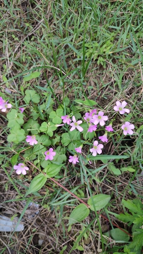 Largeflower pink-sorrel