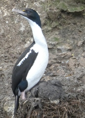 Leucocarbo carunculatus