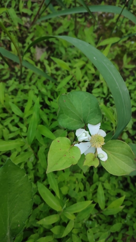 Chameleon Plant