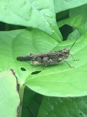 Trilophidia annulata