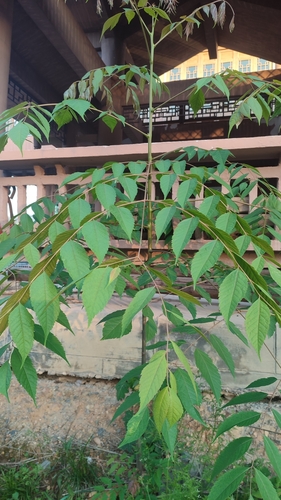 Chinese flame tree