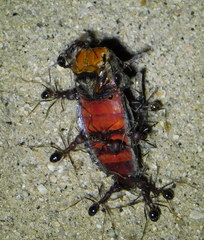 Pachylis neocalifornicus