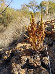Crassula lanceolata transvaalensis